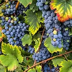 아파트 Lambrusco Monolocale Vicino Al Centro Di Universita E Policlinico *