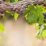 Lambrusco Monolocale Vicino Al Centro Di Universita E Policlinico 아파트