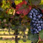 Апартаменты Lambrusco Monolocale Vicino Al Centro Di Universita E Policlinico *