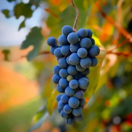 Lambrusco Monolocale Vicino Al Centro Di Universita E Policlinico Lejlighed *