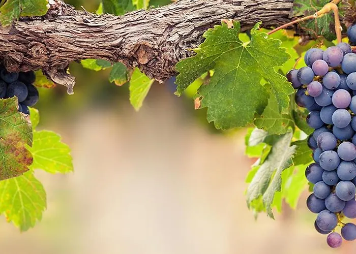 Lambrusco Monolocale Vicino Al Centro Di Universita E Policlinico 公寓