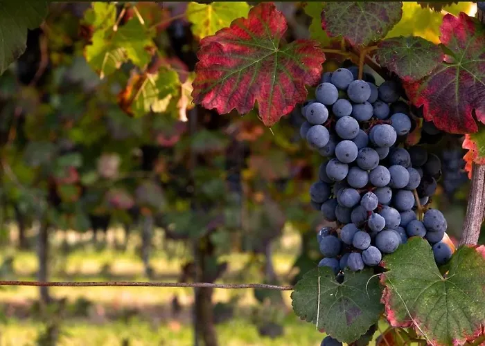 公寓 Lambrusco Monolocale Vicino Al Centro Di Universita E Policlinico *